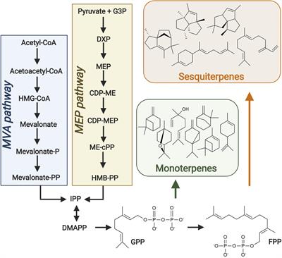 Sustainable Production of Microbial Isoprenoid Derived Advanced Biojet Fuels Using Different Generation Feedstocks: A Review